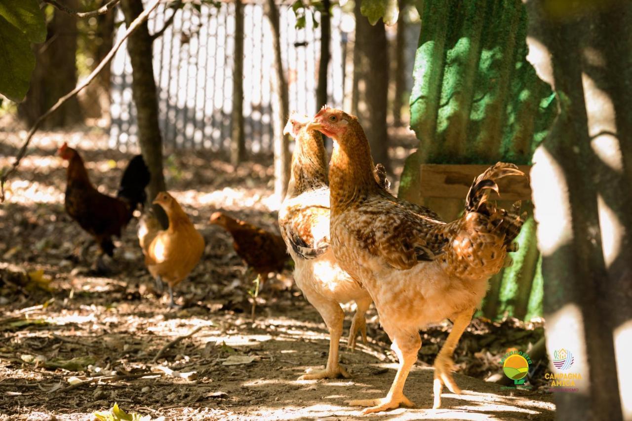 Agriturismo Ai Carpini ماركون المظهر الخارجي الصورة
